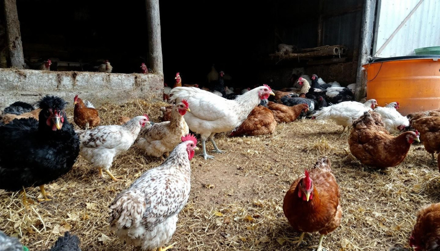 Hoe kies je het beste kippenspel voor jouw speelstijl?